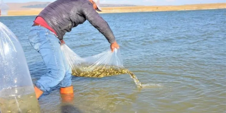 Göletlere 1 Mi̇lyon 819 Bi̇n 650 Yavru Balık Bırakıldı