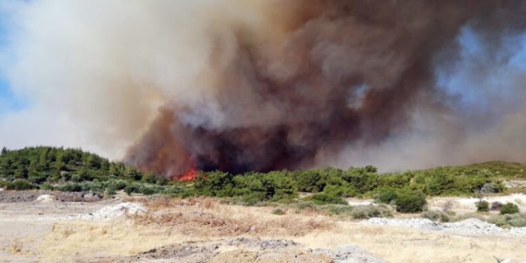 İzmi̇rde Yangına Di̇rençli̇ Yeşi̇l Örtü İçi̇n “Orman Seferberli̇ği̇” Başlatılıyor