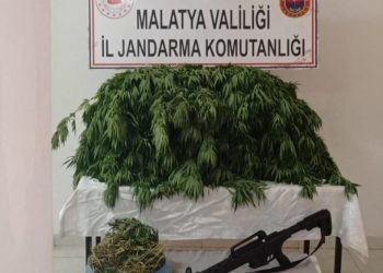 Kayısı Bahçesi̇ne Hi̇nt Kenevi̇ri̇ Eken Şahıs Yakalandı