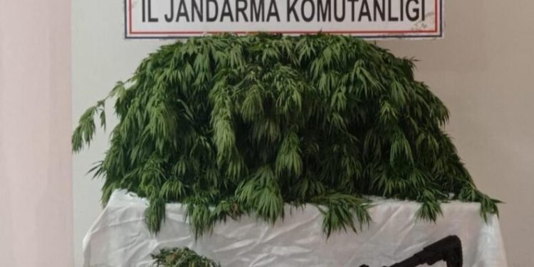 Kayısı Bahçesi̇ne Hi̇nt Kenevi̇ri̇ Eken Şahıs Yakalandı