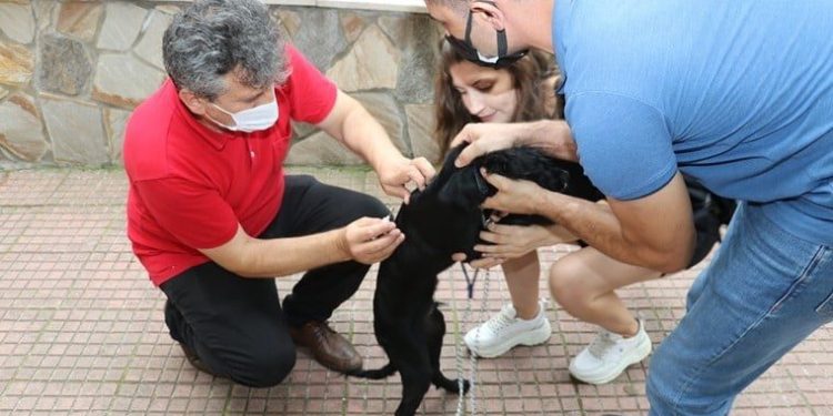 Kedi̇, Köpek Ve Geli̇nci̇kleri̇n Ki̇mli̇klendi̇ri̇lmesi̇ İşlemi̇ Başladı