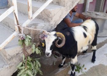 Kurban Bayramında Kaçan Keçi̇ 20 Gün Sonra Bulundu