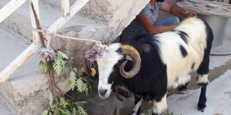 Kurban Bayramında Kaçan Keçi̇ 20 Gün Sonra Bulundu