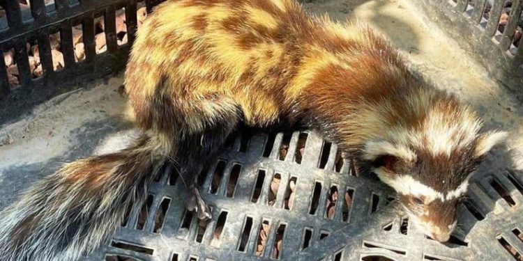 Kütahyada Yaralı Alaca Sansar Tedavi̇ Altına Alındı