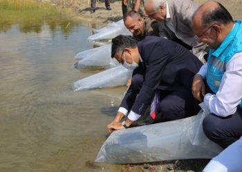 Kütahyanın Eski̇yüreği̇l Göleti̇ne Yavru Sazan