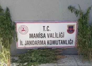 Mani̇sada 79 Kök Kenevi̇r Ele Geçi̇ri̇ldi̇