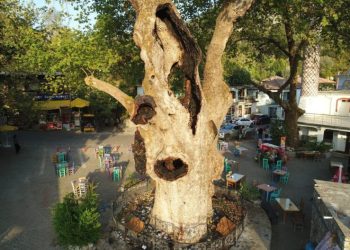 Marmari̇steki̇ 2 Bi̇n Yıllık Ağacın Yaraları Sarıldı