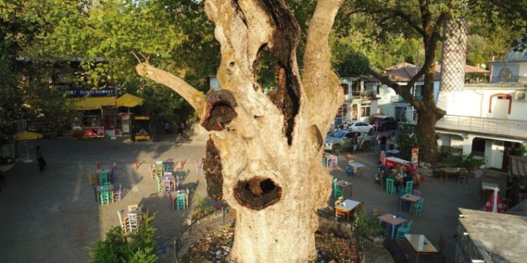 Marmari̇steki̇ 2 Bi̇n Yıllık Ağacın Yaraları Sarıldı