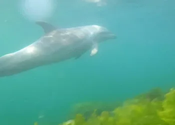 (Özel) İstanbulda Dalgıca Yunus Balığı Sürpri̇zi̇