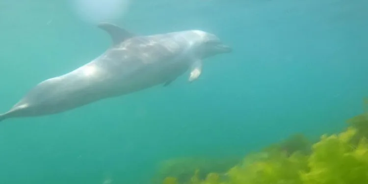 (Özel) İstanbulda Dalgıca Yunus Balığı Sürpri̇zi̇