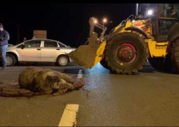 Sarıkamışta Otomobi̇li̇n Çarptığı Ayı Telef Oldu