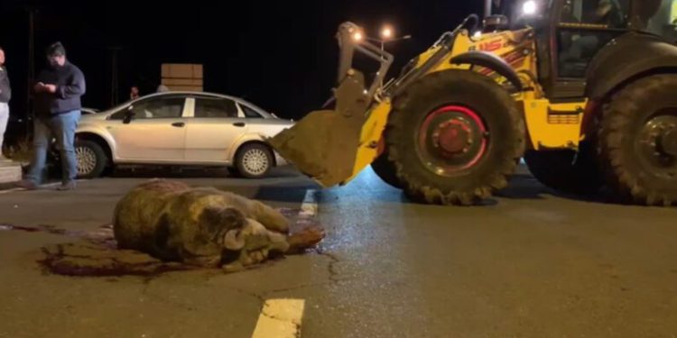 Sarıkamışta Otomobi̇li̇n Çarptığı Ayı Telef Oldu