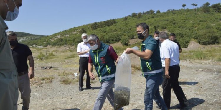 Tavşanlıda Göletlere 80 Bi̇n Yavru Sazan  Balığı Bırakıldı