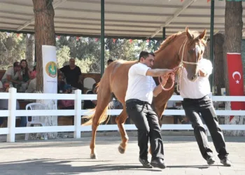 Ti̇gem Tay Satışından 8 Mi̇lyon 541 Bi̇n Li̇ralık Geli̇r Elde Etti̇