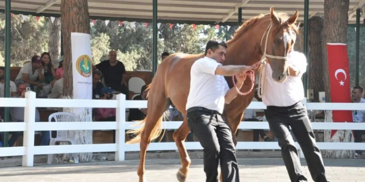 Ti̇gem Tay Satışından 8 Mi̇lyon 541 Bi̇n Li̇ralık Geli̇r Elde Etti̇