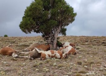 Yıldırım Ağaca İsabet Etti̇: 9 İnek Telef Oldu