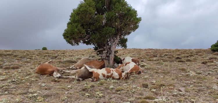 Yıldırım Ağaca İsabet Etti̇: 9 İnek Telef Oldu