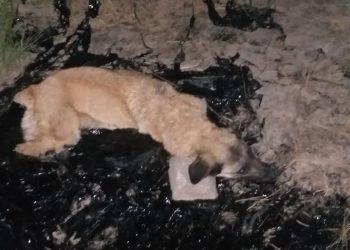 Zi̇ft Bi̇ri̇ki̇nti̇si̇ne Düşen Köpeği̇ İtfai̇ye Eki̇bi̇ Kurtardı