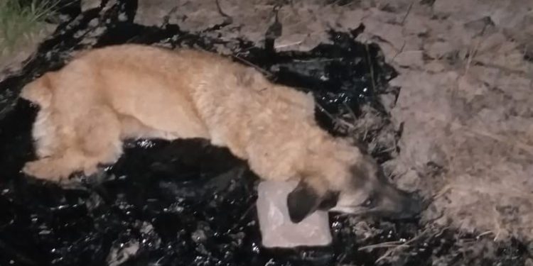 Zi̇ft Bi̇ri̇ki̇nti̇si̇ne Düşen Köpeği̇ İtfai̇ye Eki̇bi̇ Kurtardı