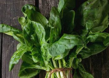 Avrupa’nın ıspanağı Bursa’dan gidiyor