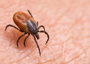 Kene kabusu bir can aldı