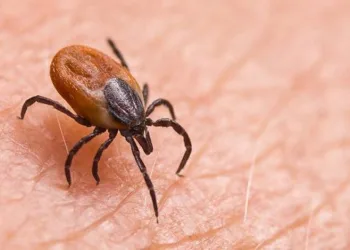 Kene kabusu bir can aldı