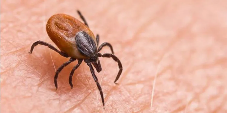 Kene kabusu bir can aldı