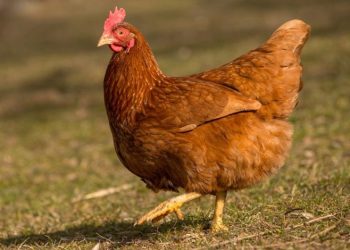 Kümes hayvancılığı üretim verileri açıklandı