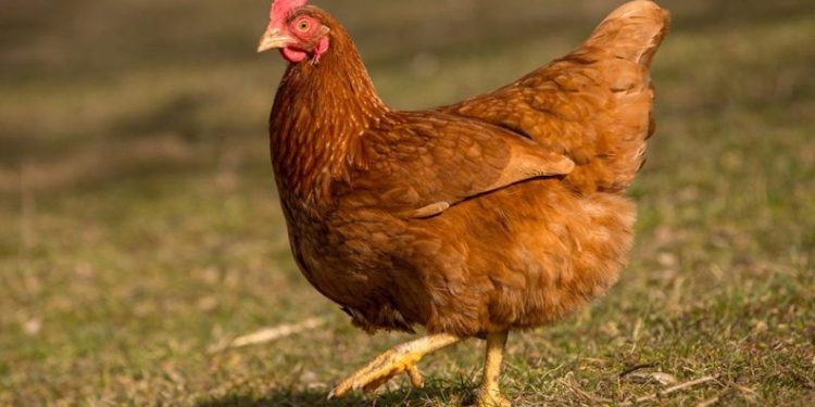 Kümes hayvancılığı üretim verileri açıklandı