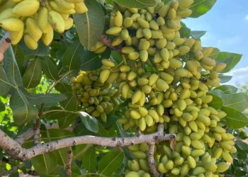 Atıl araziler Antep Fıstığı bahçelerine dönüyor