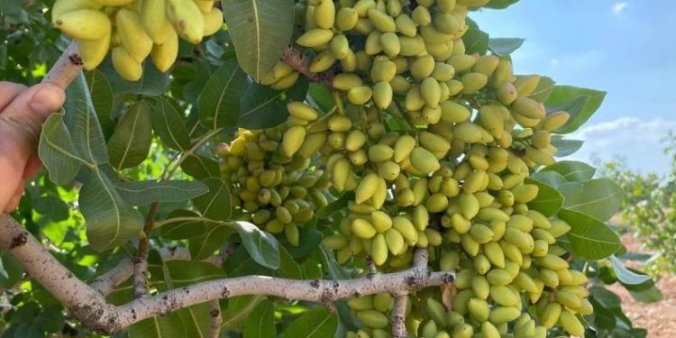 Atıl araziler Antep Fıstığı bahçelerine dönüyor