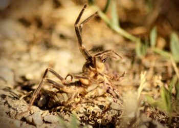 Yüksekova’da et yiyen ‘Sarıkız’ örümceği görüntülendi