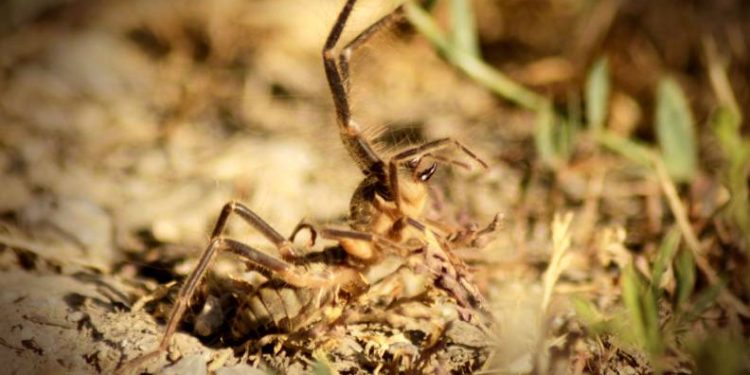 Yüksekova’da et yiyen ‘Sarıkız’ örümceği görüntülendi