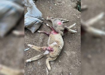 Çiftliğe giren sokak köpekleri hayvanları telef etti