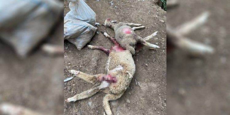 Çiftliğe giren sokak köpekleri hayvanları telef etti