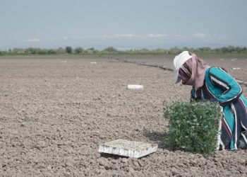 Mustafakemalpaşa’da salçalık domates ekimi başladı