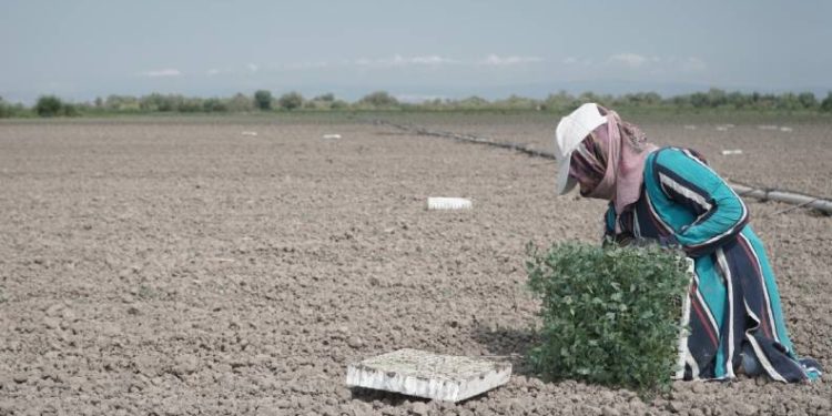 Mustafakemalpaşa’da salçalık domates ekimi başladı