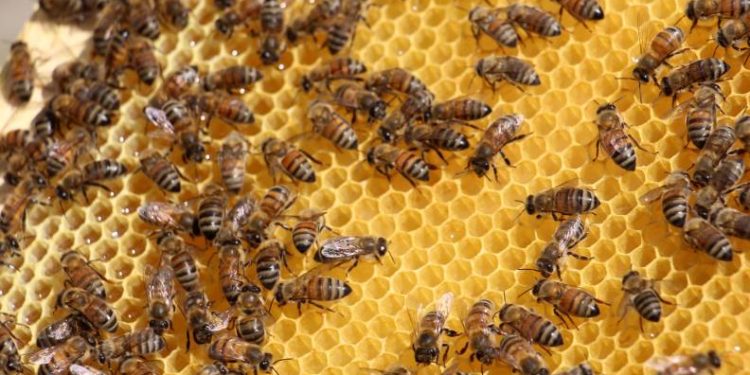 Balda yüksek rekolte beklentisi