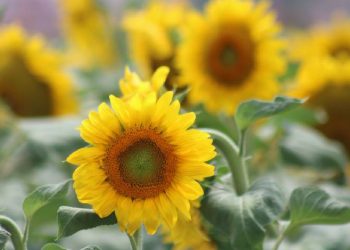 Ayçiçeğinde son 10 yılın en yüksek verimi bekleniyor