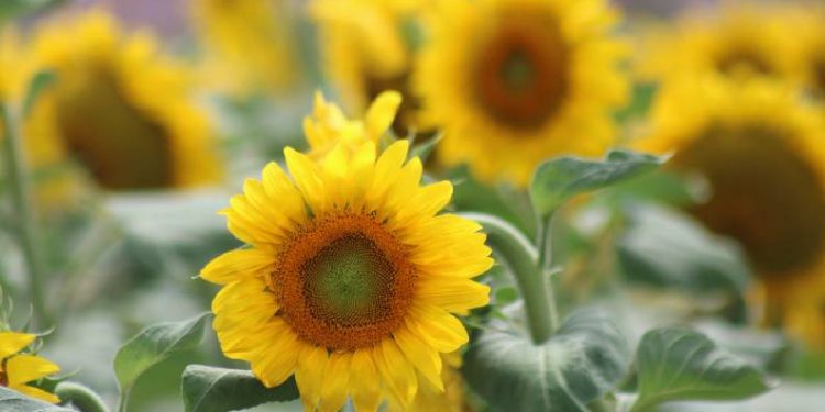 Ayçiçeğinde son 10 yılın en yüksek verimi bekleniyor