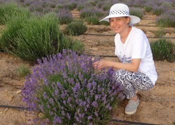 Türkiye’nin üçüncü büyük lavanta bahçesi