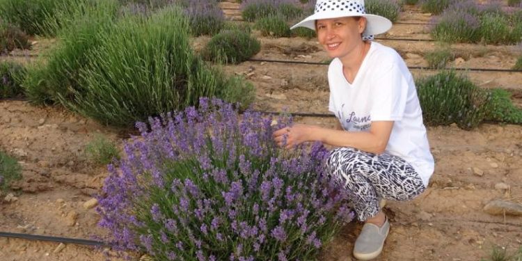 Türkiye’nin üçüncü büyük lavanta bahçesi