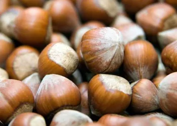 Giresun Tombul Fındığı tescillendi