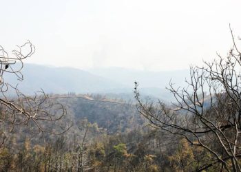 Muğla’da yeşil örtü siyaha büründü