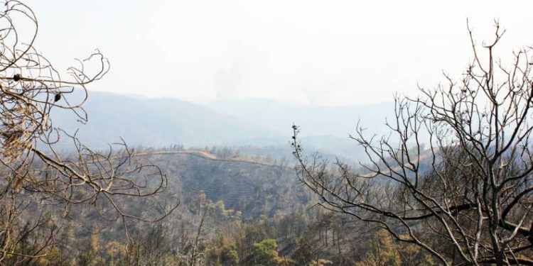 Muğla’da yeşil örtü siyaha büründü