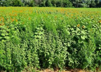 Ayçiçeği tarlasında 85 bin kök kenevir bitkisi ele geçirildi