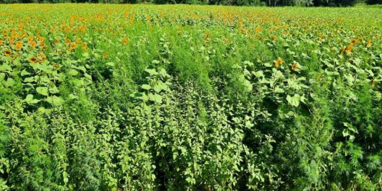 Ayçiçeği tarlasında 85 bin kök kenevir bitkisi ele geçirildi