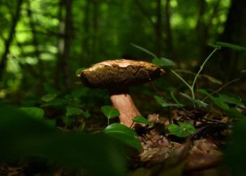 Mustafakemalpaşa’da mantar sezonu başladı