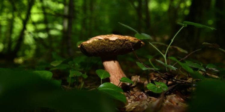 Mustafakemalpaşa’da mantar sezonu başladı