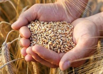 Hububat alım fiyatları güncellendi